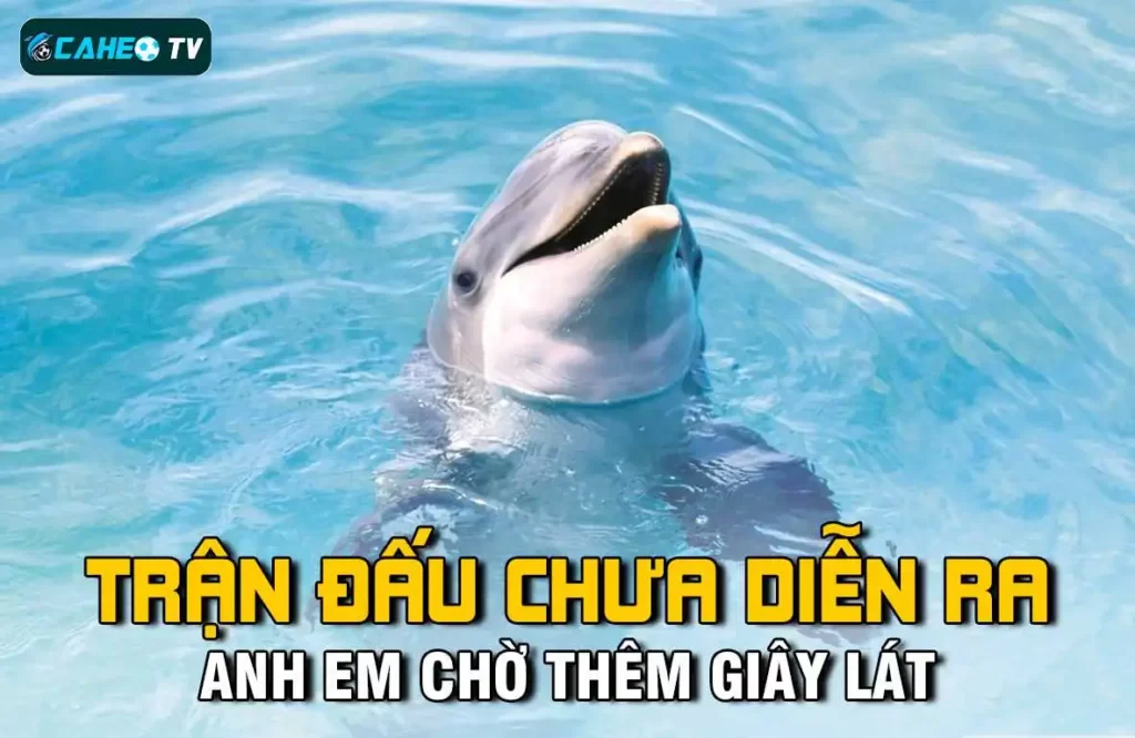 Hình minh họa — Sodo
